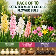 Pack of 10 Scented Multicolor Flower Bulb (TGR10)