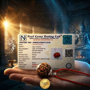 5 Mukhi Rudraksh (5MR)