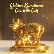 Golden Kamdhenu Cow with Calf (SJC1)