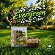 All Season Evergreen Grass Seeds (GSD2)
