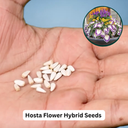 Hosta Flower Hybrid Seeds For Home Garden (GDN22)