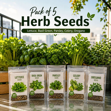 Pack of 5 Herb Seeds - Lettuce, Basil Green, Parsley, Celery, Oregano (GHS1)