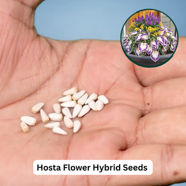 Hosta Flower Hybrid Seeds For Home Garden (GDN22)