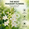 Pack of 10 Scented Multicolor Flower Bulb (TGR10)