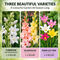 Pack of 10 Scented Multicolor Flower Bulb (TGR10)