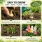 Pack of 10 Scented Multicolor Flower Bulb (TGR10)
