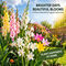 Pack of 10 Scented Multicolor Flower Bulb (TGR10)