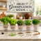 Pack of 5 Herb Seeds - Lettuce, Basil Green, Parsley, Celery, Oregano (GHS1)