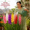 Pack of 4 Multicolor Gladiolus Flower Bulbs (GFB4)