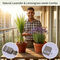 Mosquito Repellent Plants - Lemongrass & Lavender (MPS1)