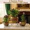 3 Rainbow Bloom Decorative Planters With Stand (3DP1)