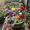 Pack of 10 Lotus Flower Seeds (LFS2)