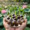 Pack of 10 Lotus Flower Seeds (LFS2)