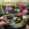 Pack of 10 Lotus Flower Seeds (LFS2)
