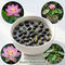 Pack of 10 Lotus Flower Seeds (LFS2)