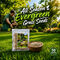 All Season Evergreen Grass Seeds (GSD2)