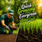 All Season Evergreen Grass Seeds (GSD2)