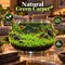 Magic Aqua Grass Seeds For Fish Bowl (GDN12)