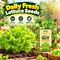 5-In-1 Superfood Vegetable Seeds Combo For Home Garden (GDN16)