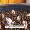 Hosta Flower Hybrid Seeds For Home Garden (GDN22)