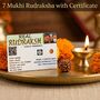 7 Mukhi Rudraksha With Certificate (SJR10)
