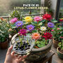 Pack of 10 Lotus Flower Seeds (LFS2)
